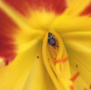 Earwigs are primarily scavengers, but can often be seen hiding in flowers, as in this daylily.