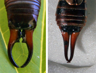 Forceps of male (L) and female (R) earwigs.