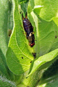 An earwig feeding on a zinnia plant - note black fecal pellets.