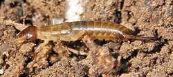 A young earwig without wings.