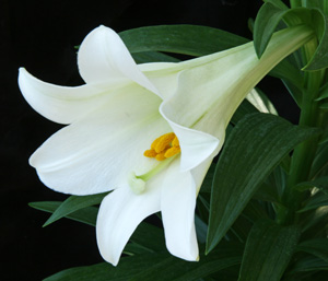 The large flowers are also fragrant