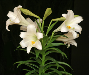 The white trumpets of Easter lily