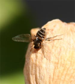 The characteristic pose of a fungus-infected fly, with wings outspread. 