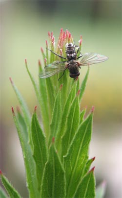 A dead fly at the top of a plant was likely killed by the fungusEntomophthora muscae.