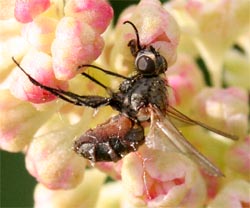 Dead flies remain stuck where they died by their proboscis. 