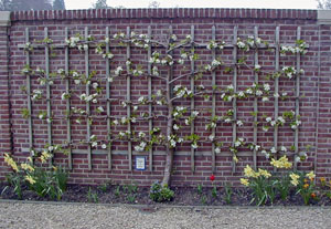 Espaliered tree at Palais Het Loo, Netherlands.