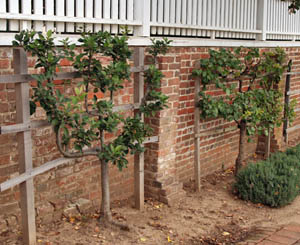 Espaliered apple trees at Mt. Vernon, near Alexandria, VA