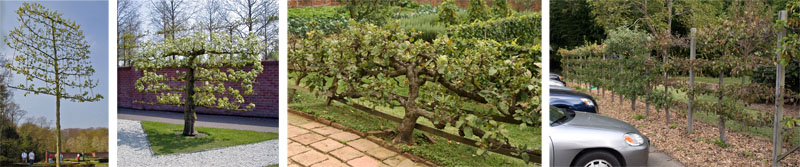 Freestanding espaliers: For ornamental interest at Keukenhof, Netherlands (L and LC). As a fence in the kitchen garden at Mt. Vernon (RC) and between parking lot and gardens at River Farm, American Horticultural Society headquarters, Alexandria, VA (R).