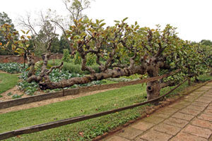 Espaliered trees can grow very old.