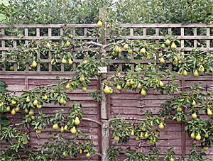Espaliered pear tree, RHS Garden Wisley, England.