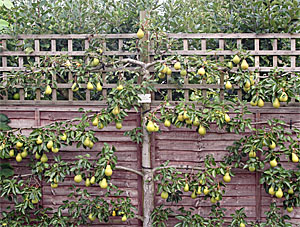 Espaliered Fruit Design