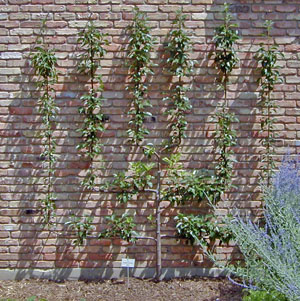 A young pear tree trained in the palmetto verrier style, Missouri Botanic Garden.