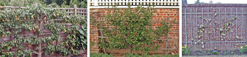 The traditional cordon (L), fan (C), and informal (R) styles of espalier.