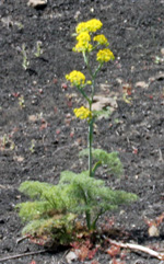 Ferula linkii, a relative of giant fennel, on the island of Lanzarote.