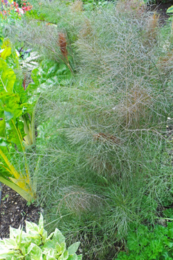 Add fennel to mixed ornamental beds or in a vegetable or herb garden.