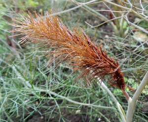 New foliage of Bronze fennel.