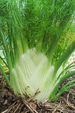 Florence fennel, grown for the bulb.
