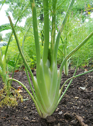 Both the leaves and the stems are edible, with a light anise flavor.