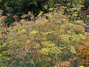 Fennel in flower (many past flower, going to seed).