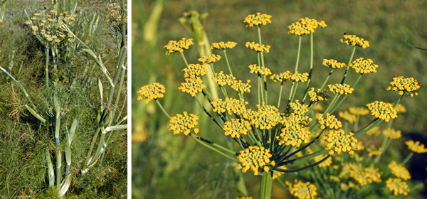 Plants bolt (L) to produce many compound umbels with yellow flowers (R).