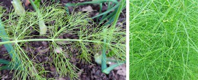 Fennel leaves are very finely dissected, giving the foliage a very feathery appearance.