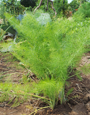 Fennel is grown as an ornamental or a vegetable.