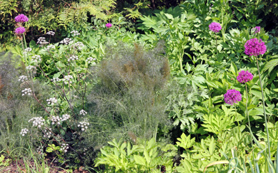 The fine texture of fennel contrasts well with other plants with coarser foliage.