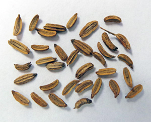 Fennel Seed 100 Seeds Foeniculum Vulgare Aniseed Vegetable Garden Seeds Hot C019