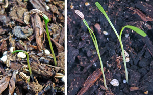 Fennel seedlings.