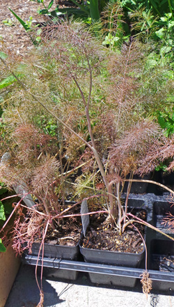 Fennel can be started from seed or bought as transplants.