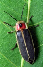 Adult fireflies rest on foliage during the day.