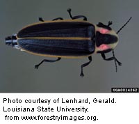 Adult fireflies have soft elytra (front wings).