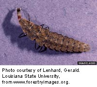 Firefly larvae feed on slugs, snails and other soil-dwelling insects.