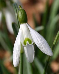 The delicate white flowers have green markings.