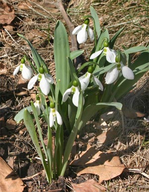 Snowdrops bloom very early in the spring.