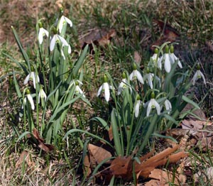 Snowdrops form compact colonies once established.