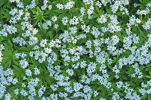 Sweet woodruff in full bloom.