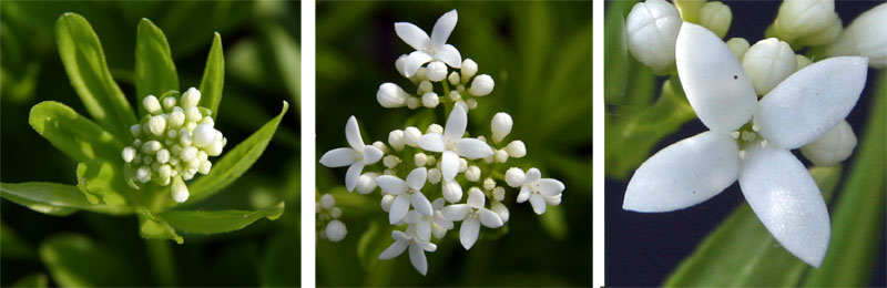 The flower buds (L) and open flowers (C and R) of Galium odorata.