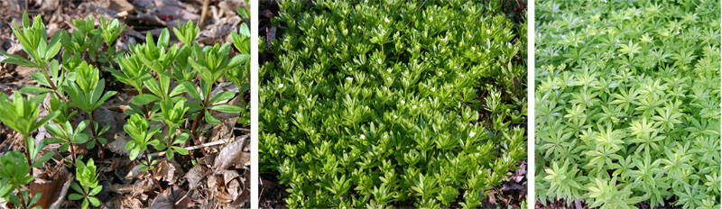 Early spring growth (L), a patch in late spring (C) and in mid-summer (R).