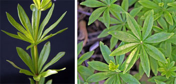 The palmate leaves of sweet woodruff are arranged in whorls around the squarish stems.