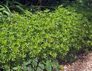 Sweet Woodruff Galium Odorata Wisconsin Horticulture