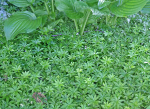 Sweet woodruff mixes well with other shade-loving plants.