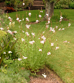 Use shorter gaura cultivars in beds.