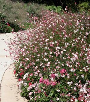 Combine gaura with many types of annuals and perennials.