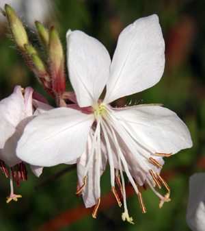 An individual flower.