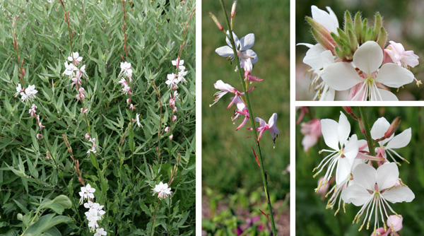 Gaura flowers along the flower spikes (L and C), with buds (top R) opening to 4-petaled flowers (lower R).