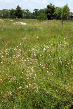 Gaura lindheimeri growing in the wild near Humble, Texas.