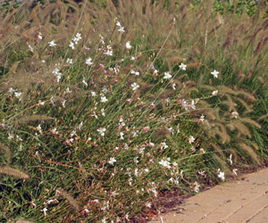 The airy sprays of gaura mix with the flower heads of Pennisetum grasses.