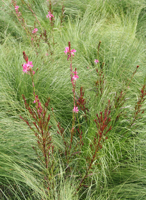 Pink gaura amid prairie dropseed (Sporobolus heterolepis).