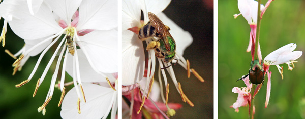 Many insects visit the flowers, including syrphid flies (L), bees (C) and Japanese beetle (R).